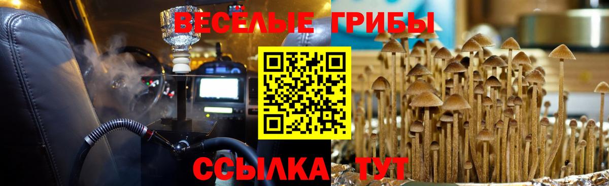 Псилоцибиновые грибы Cubensis Карачаевск